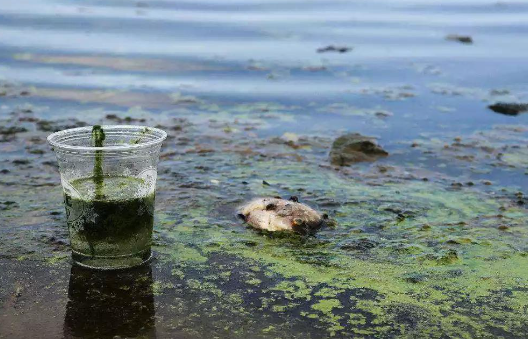 水污染防治专项申报材料浅析防治的必要性.png